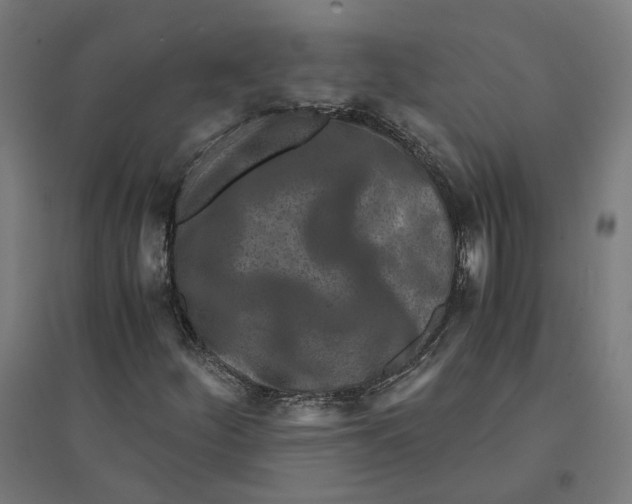 X0000094431252200712061106