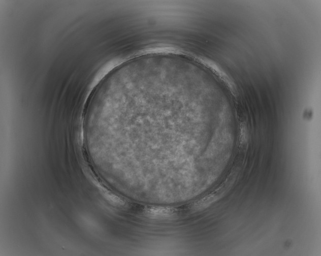 X0000094431274200712061106