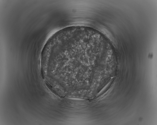 X0000094431275200712061106