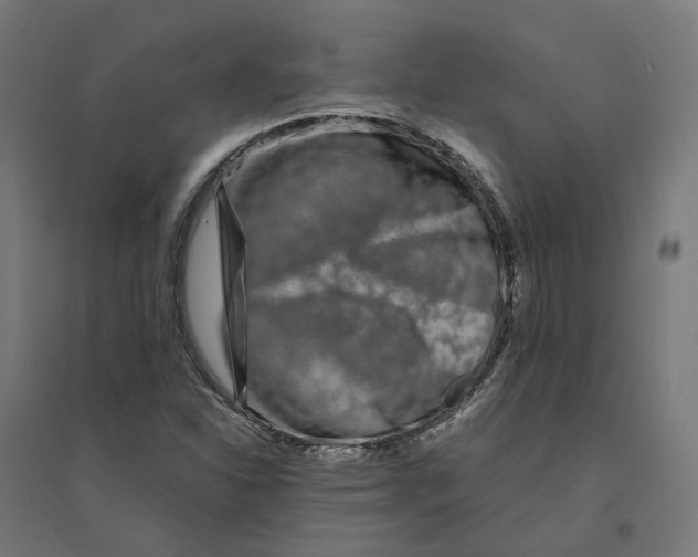 X0000094431310200712061105