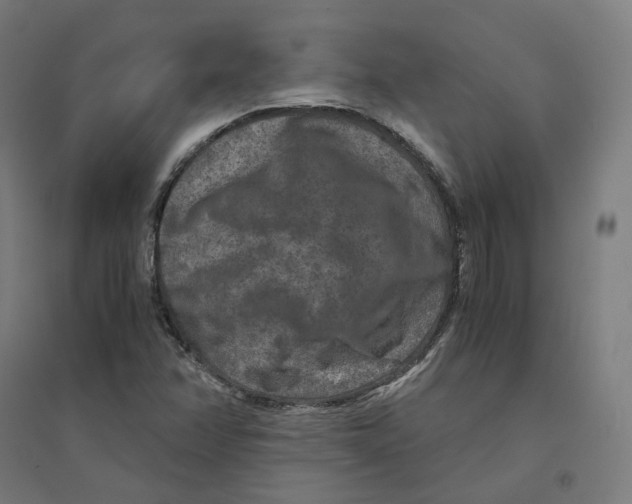 X0000094431358200712061105