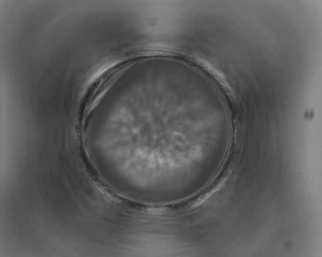 X0000094431453200712061103