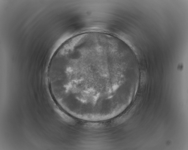 X0000094431474200712061103