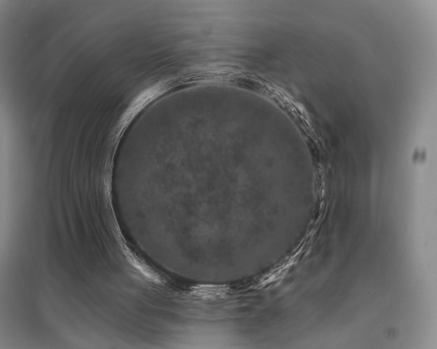 X0000094440051200711081258
