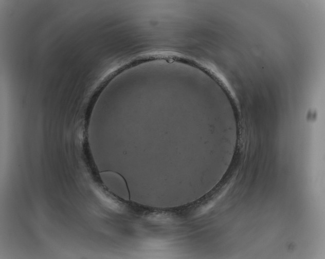 X0000094440063200711081258