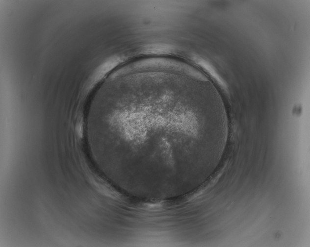 X0000094440068200711081258