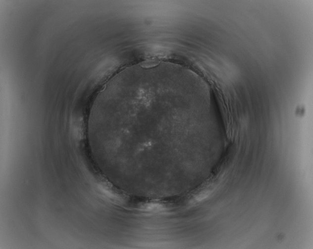 X0000094440224200711081256