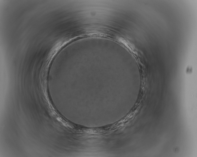X0000094440241200711081255