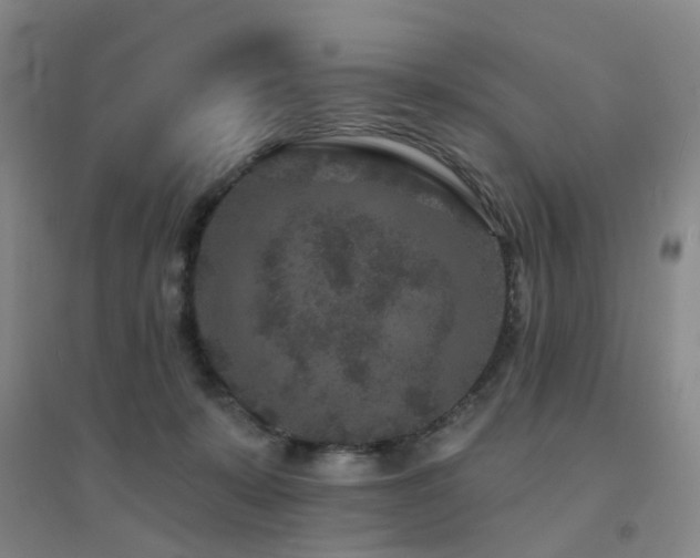 X0000094440319200711081254