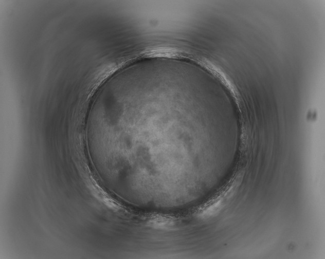 X0000094440529200711081251