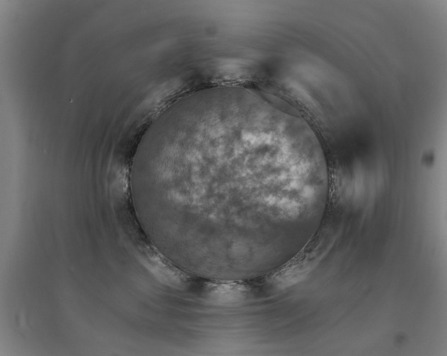 X0000094440621200711081250