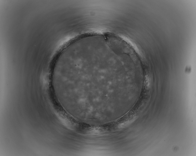 X0000094440736200711081248