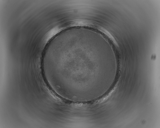 X0000094440826200711081246