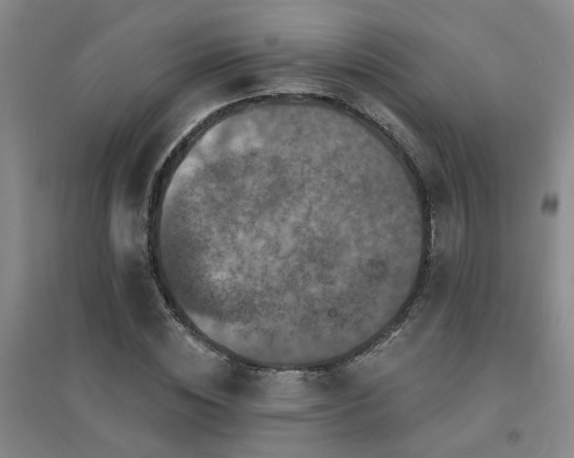 X0000094440828200711081246