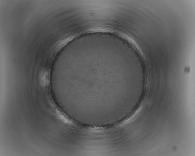 X0000094440833200711081246