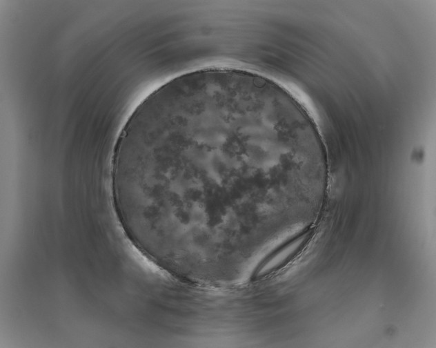 X0000094440903200711081246