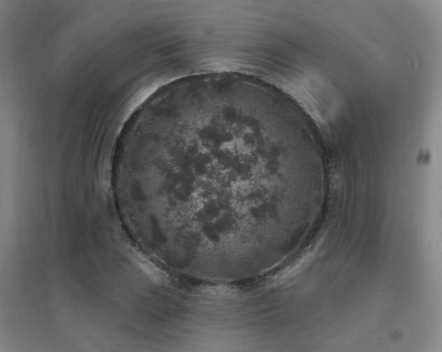 X0000094441023200711081243