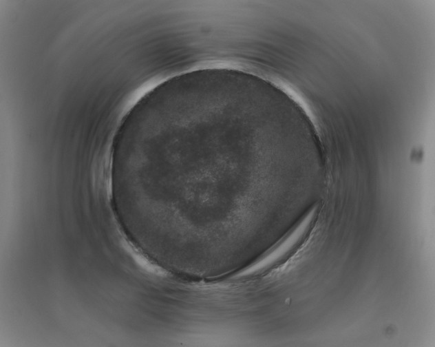 X0000094441127200711081242