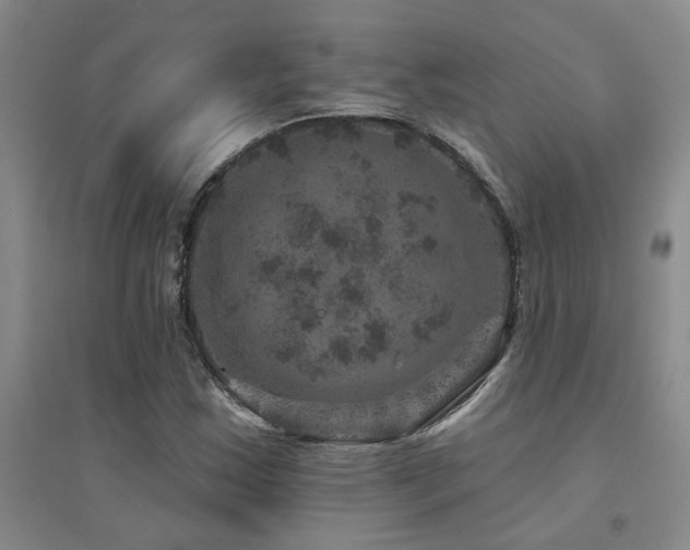 X0000094441163200711081242