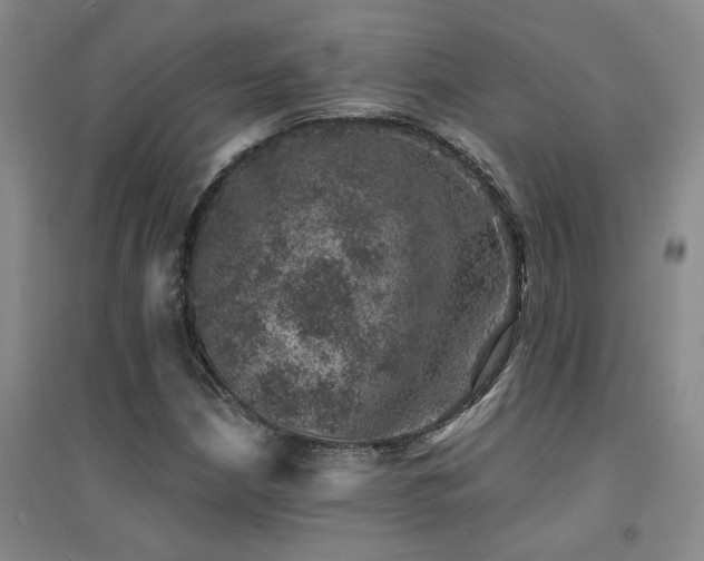 X0000094441210200711081241