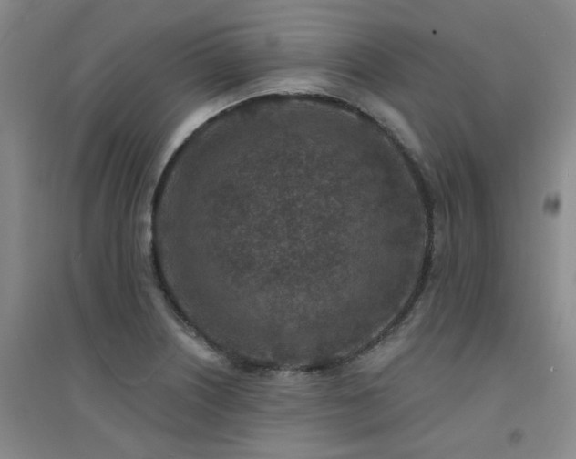 X0000094441226200711081241