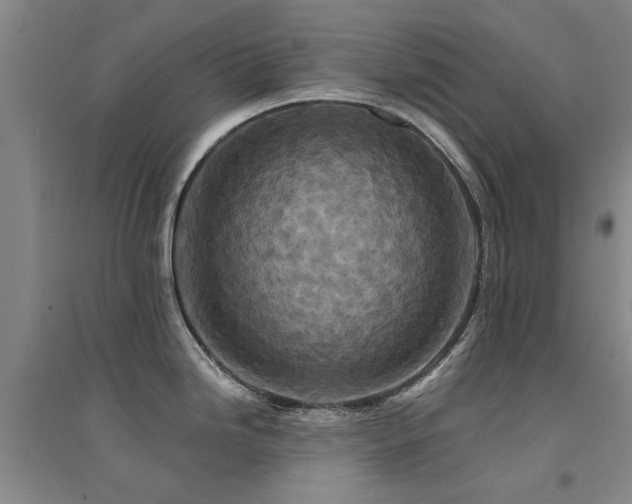 X0000094441246200711081241
