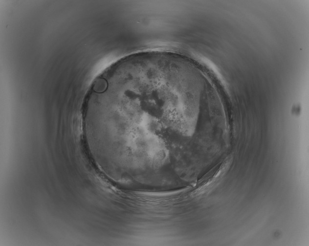 X0000094441267200711081240