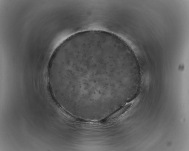 X0000094441271200711081240