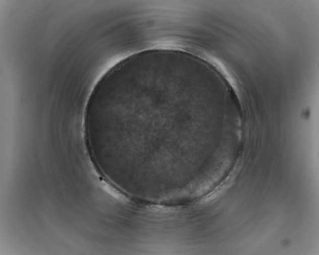 X0000094441331200711081240