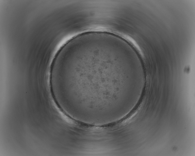 X0000094441424200711081238