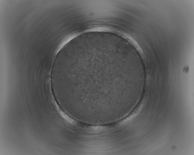 X0000094441425200711081238