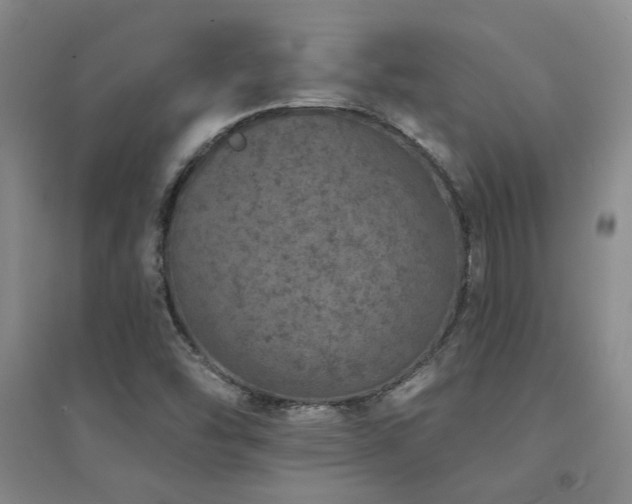 X0000094441454200711081237