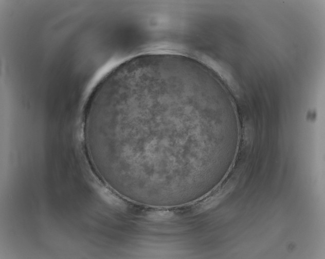 X0000094441462200711081237