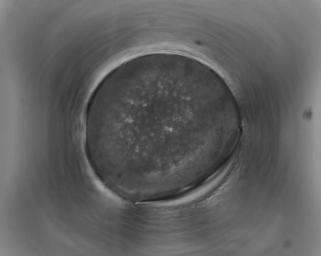X0000094441515200711081237