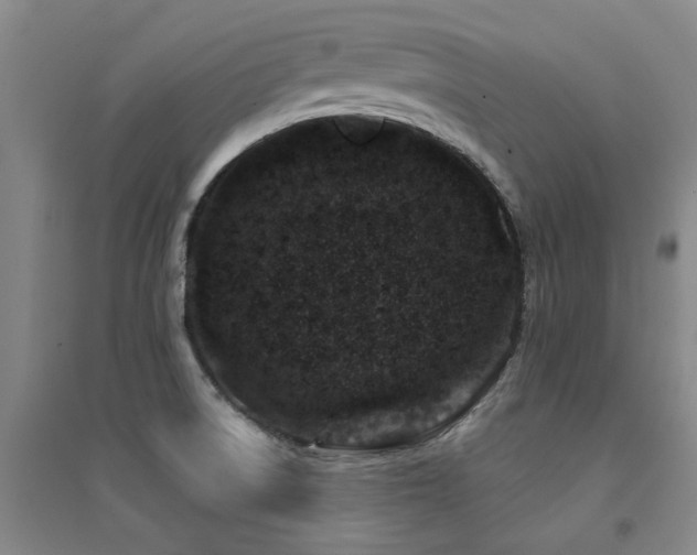 X0000094441522200711081237