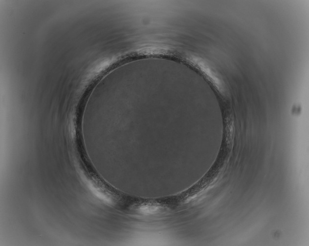 X0000094440631200711151405