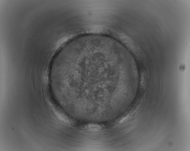 X0000094440636200711151406