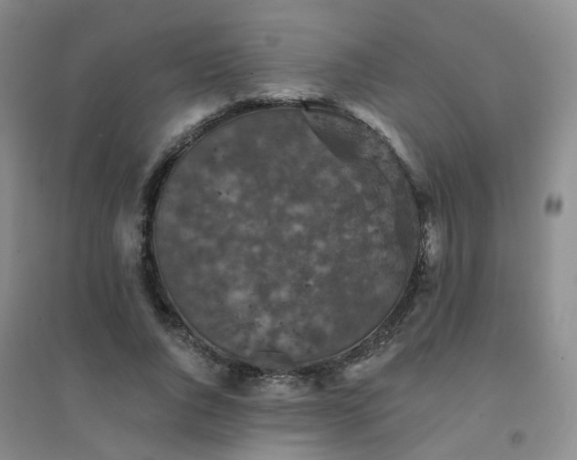 X0000094440736200711151404