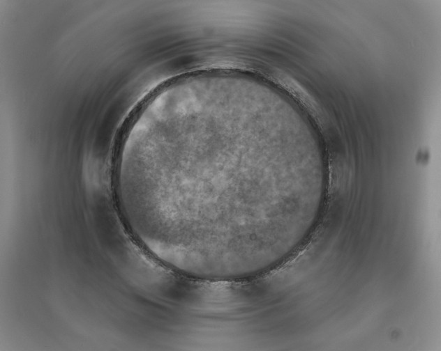 X0000094440828200711151402