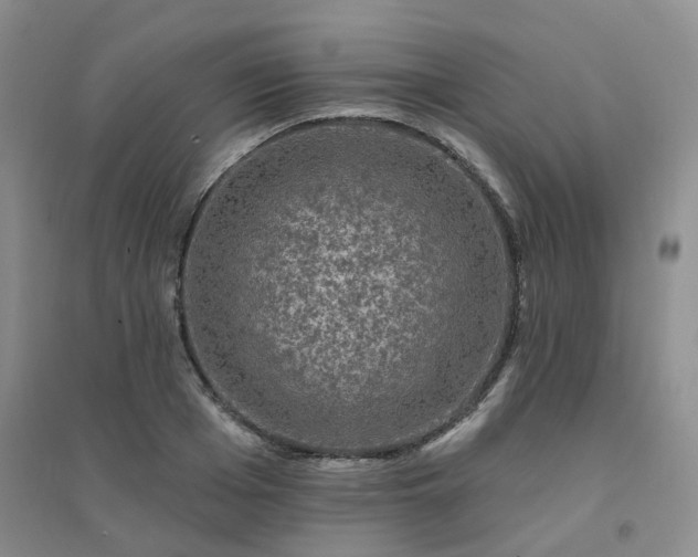 X0000094440985200711151400