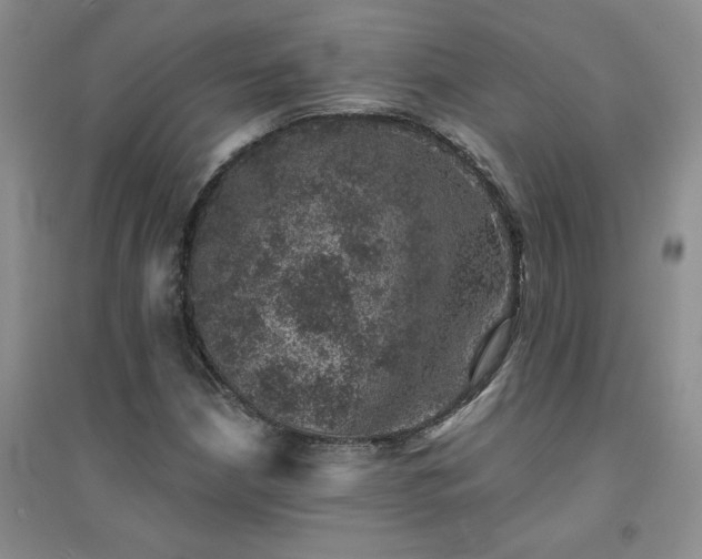 X0000094441210200711151357