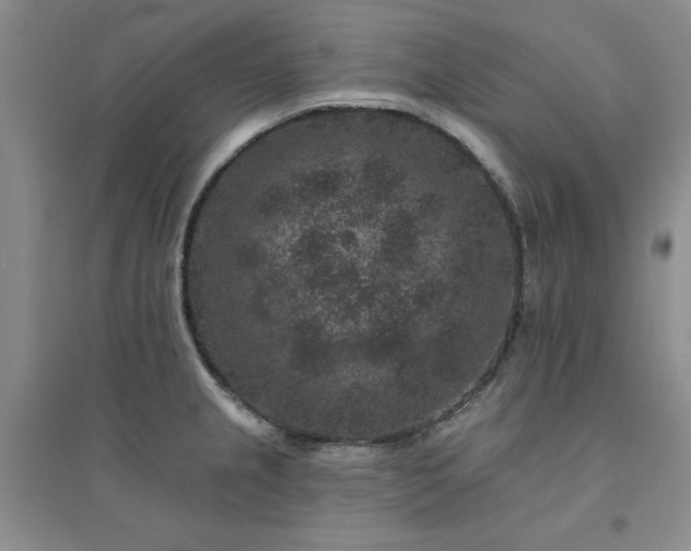 X0000094441237200711151357