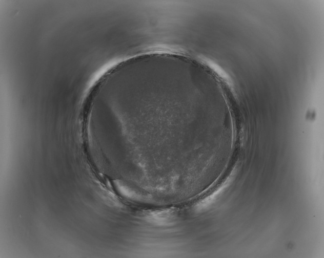 X0000094441310200711151355