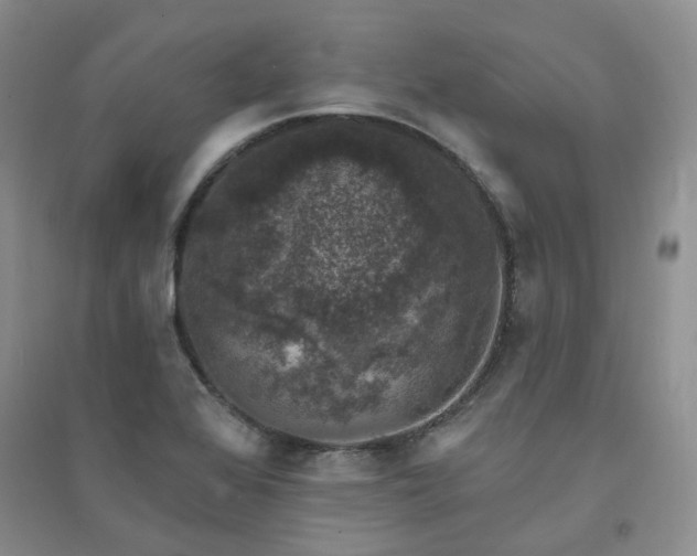X0000094441368200711151355