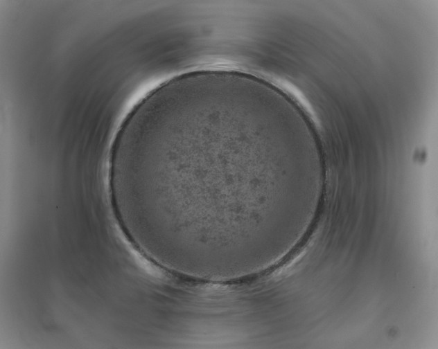 X0000094441424200711151354