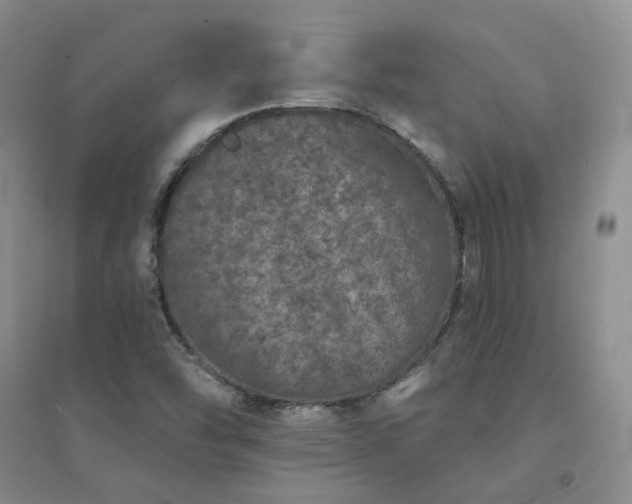 X0000094441454200711151354