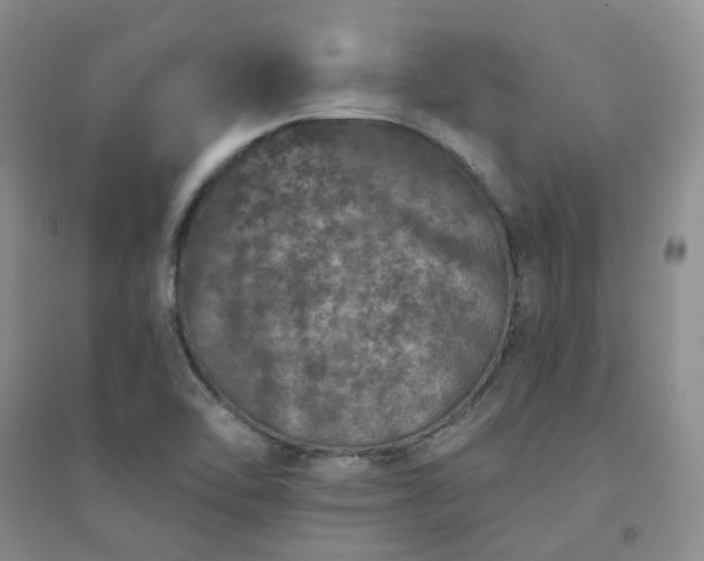 X0000094441462200711151354