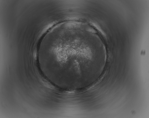 X0000094440068200711211505