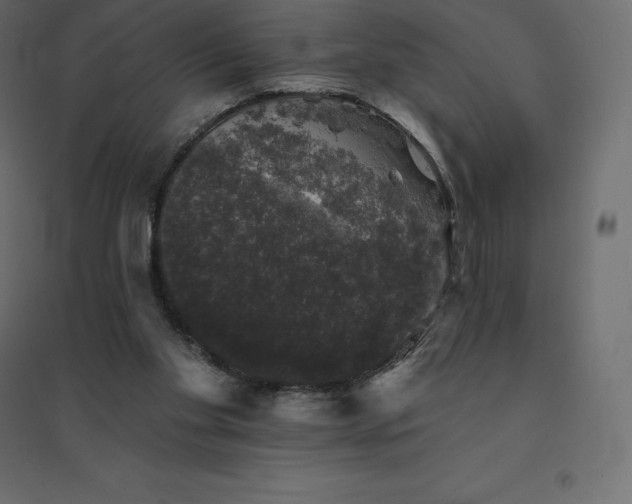 X0000094440109200711211505