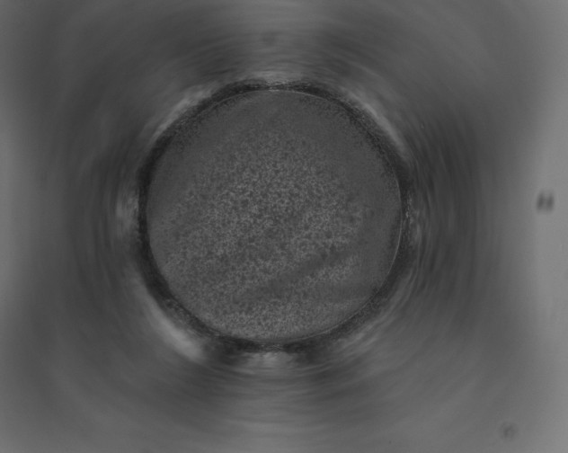 X0000094440212200711211503